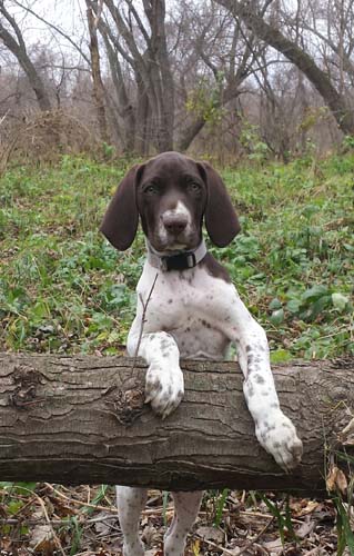 Town and Country Veterinary Group - 🐾 BRAIN GAMES FOR DOGS 🐾 It's  important to provide your pooch with lots of enrichment. Here's a few games  that you could play with your